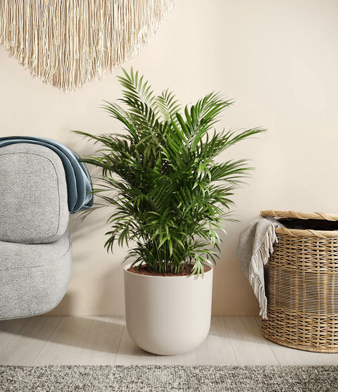 Parlour Palm