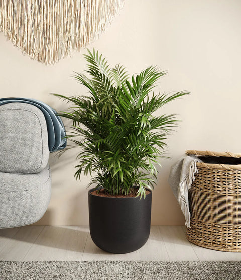 Parlour Palm