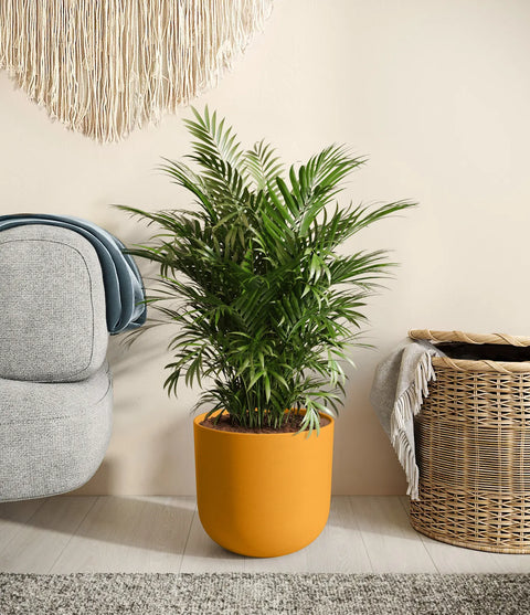 Parlour Palm