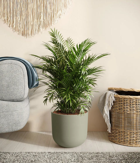 Parlour Palm