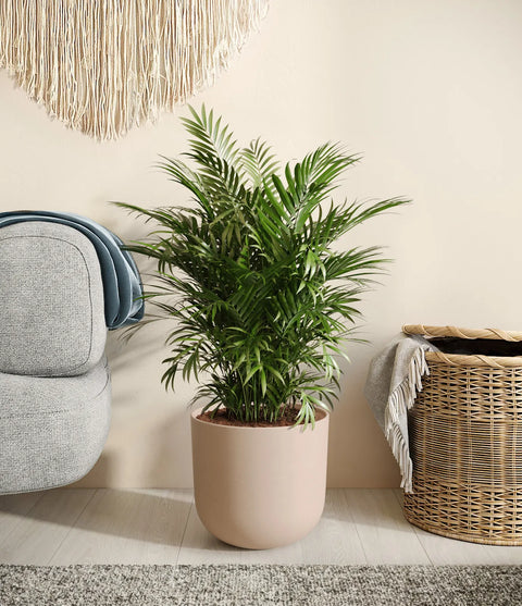 Parlour Palm
