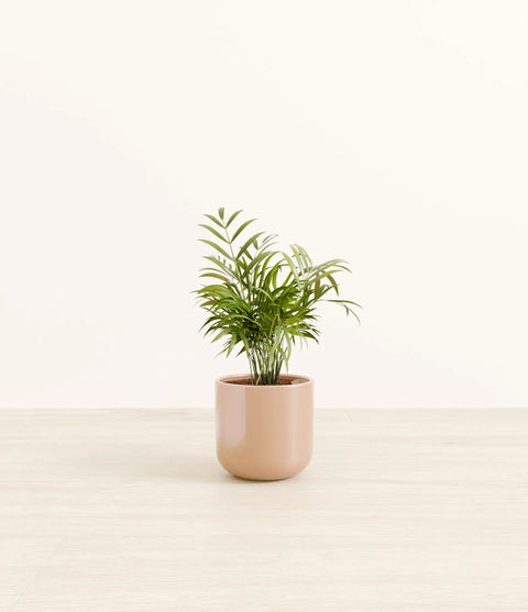 Parlour Palm