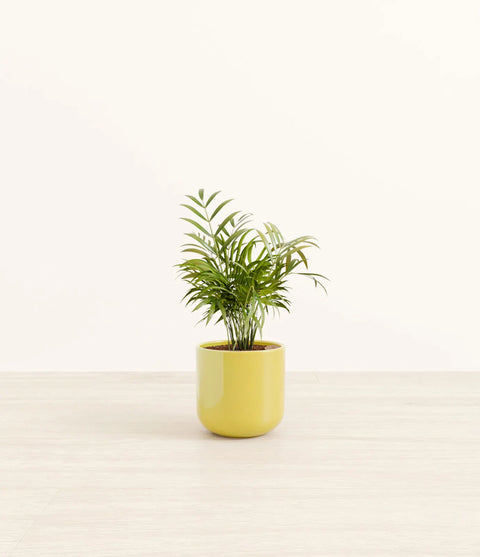 Parlour Palm