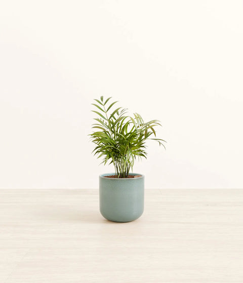 Parlour Palm