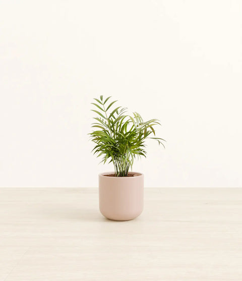 Parlour Palm