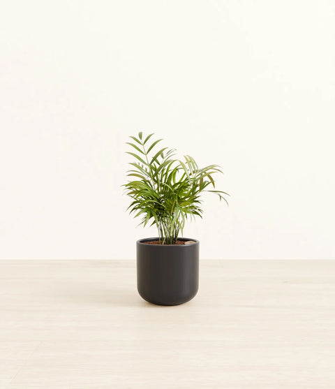 Parlour Palm