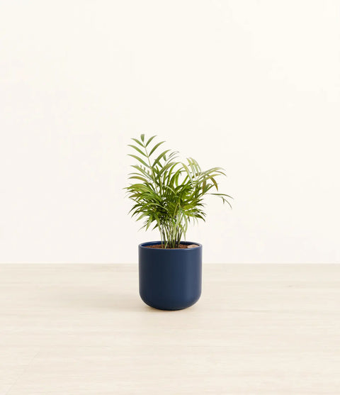 Parlour Palm