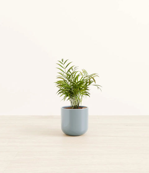 Parlour Palm