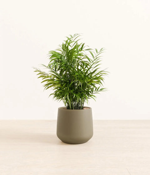 Parlour Palm