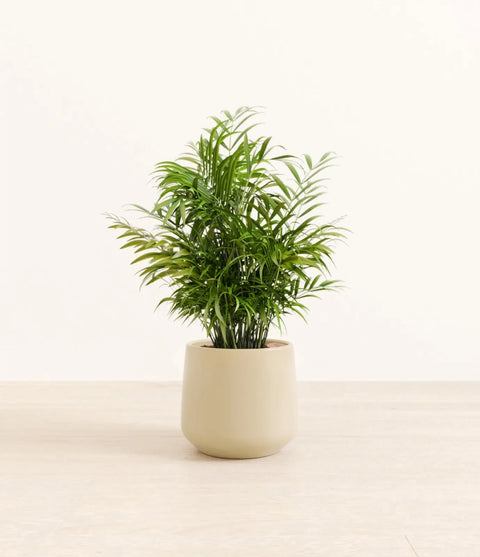 Parlour Palm