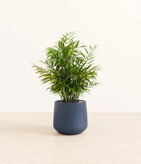 Parlour Palm
