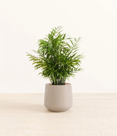 Parlour Palm