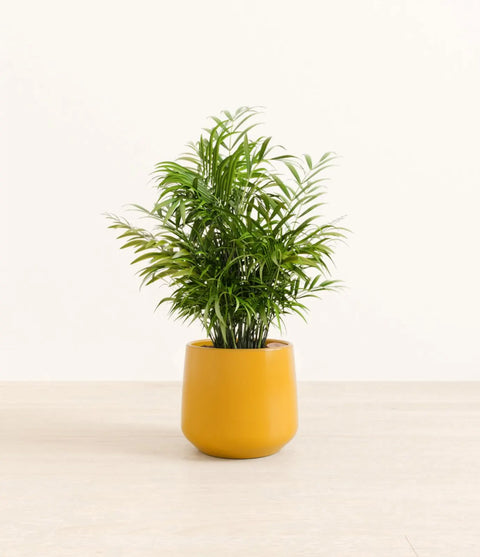 Parlour Palm