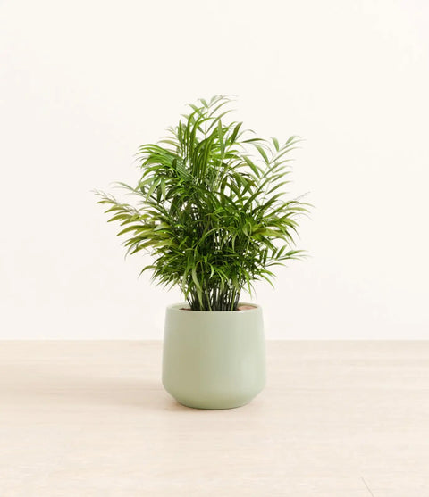 Parlour Palm