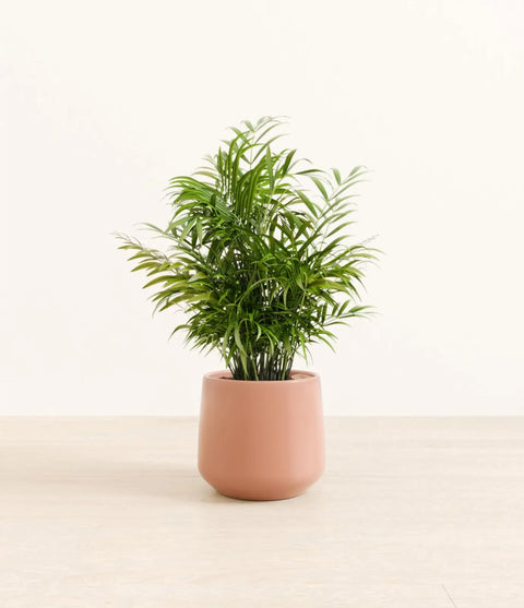 Parlour Palm
