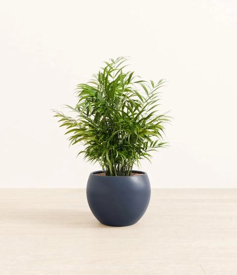 Parlour Palm