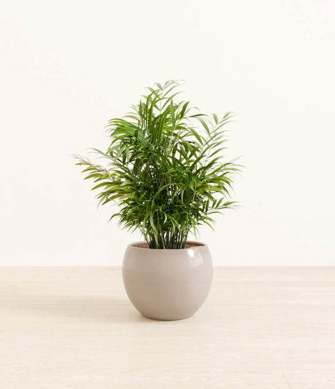 Parlour Palm