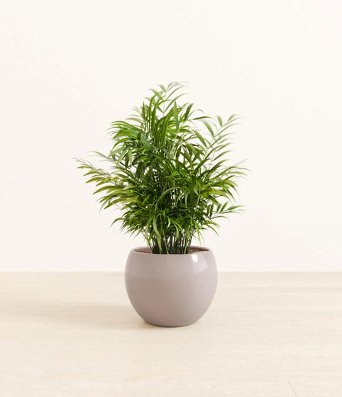 Parlour Palm