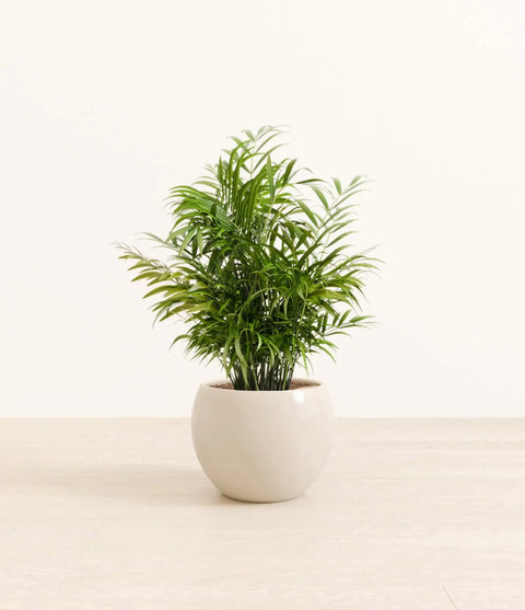 Parlour Palm