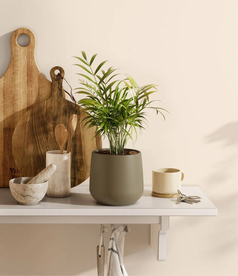 Parlour Palm