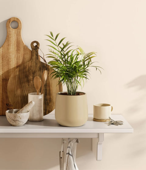 Parlour Palm