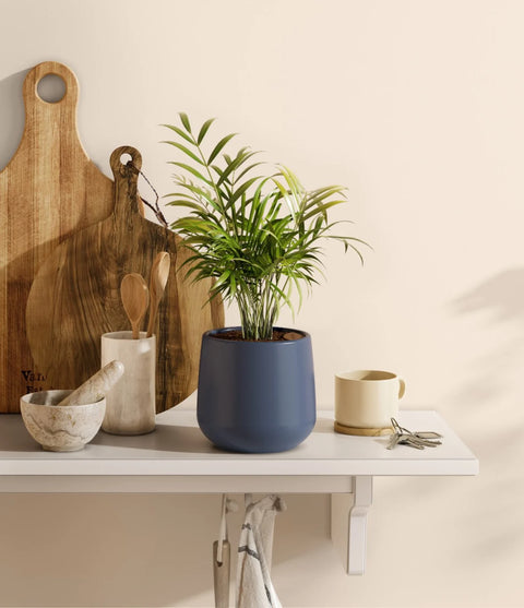 Parlour Palm