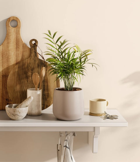 Parlour Palm