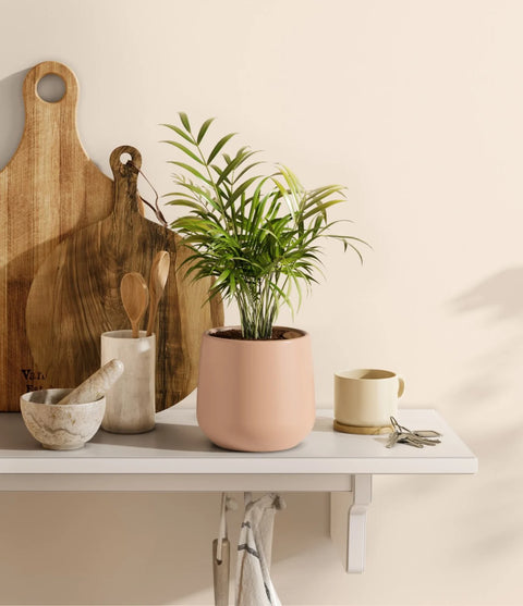 Parlour Palm