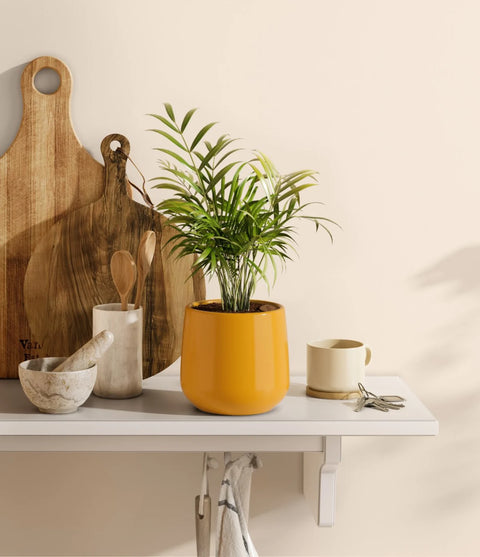 Parlour Palm
