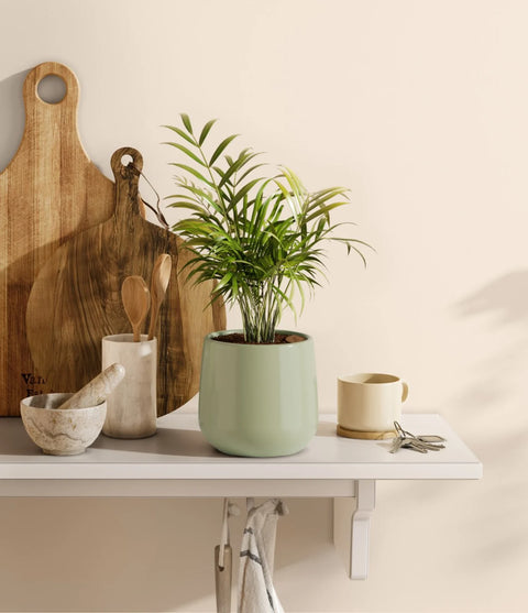Parlour Palm
