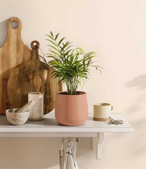 Parlour Palm