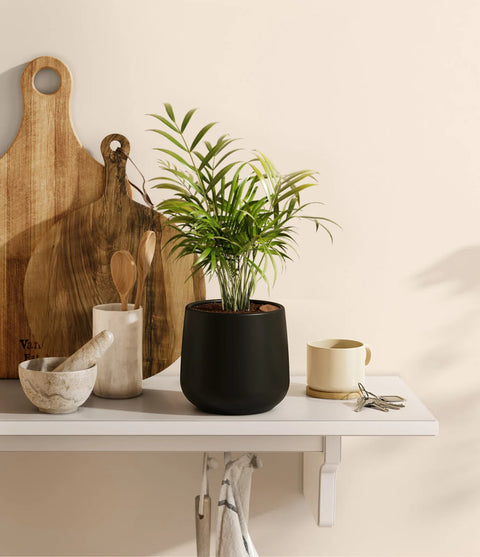Parlour Palm
