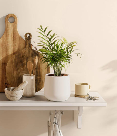 Parlour Palm