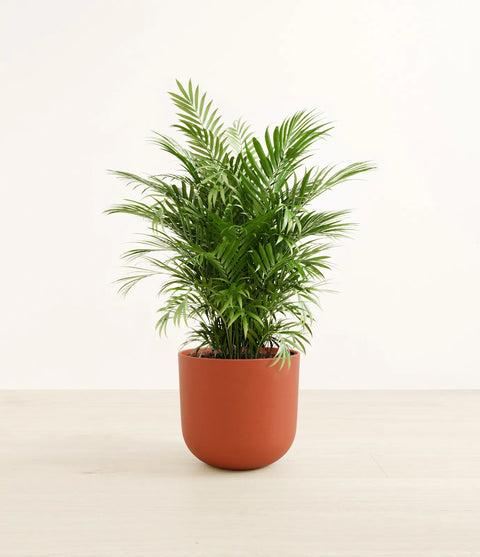 Parlour Palm