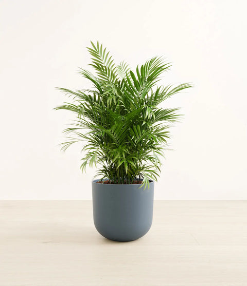 Parlour Palm