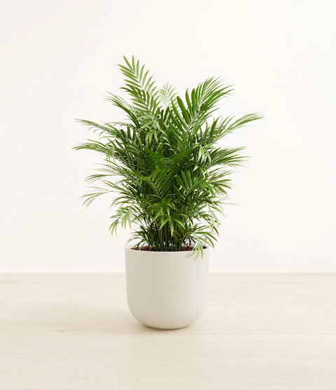 Parlour Palm