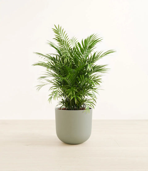 Parlour Palm