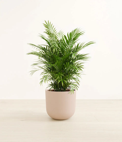 Parlour Palm