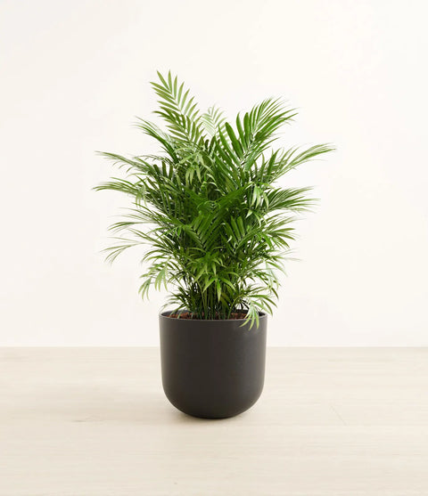 Parlour Palm