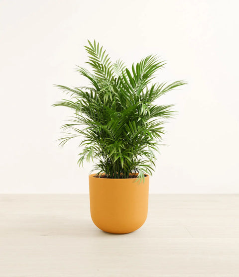 Parlour Palm
