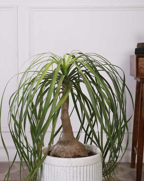 Nolina Palm XL
