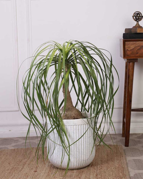 Nolina Palm XL