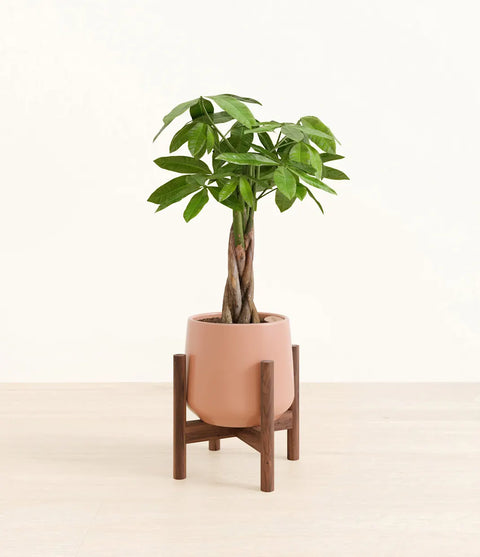 Money Tree