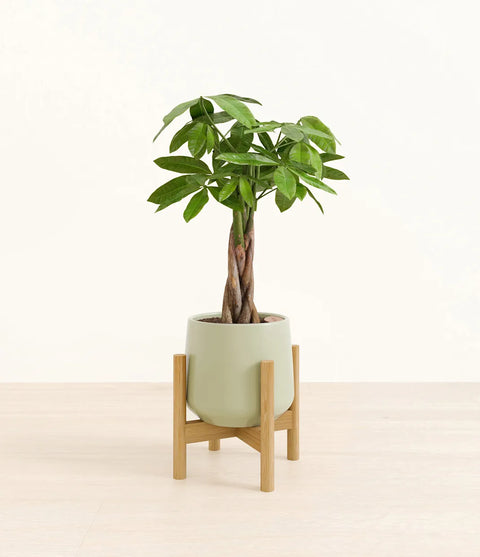 Money Tree