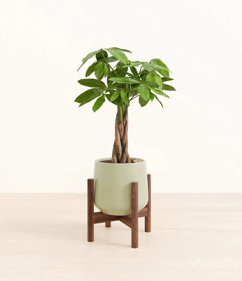 Money Tree