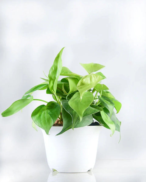 Philodendron Oxycardium Green