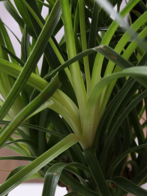Nolina Palm