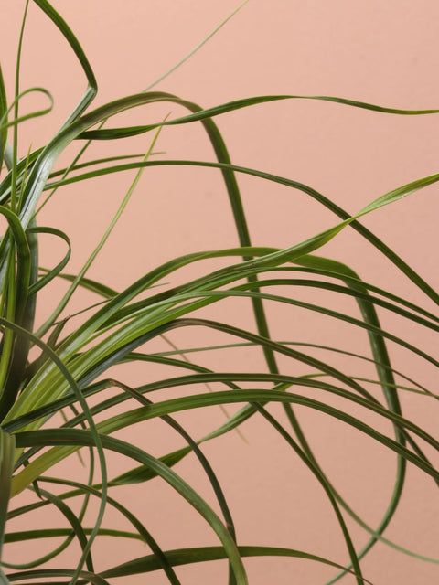 Nolina Palm