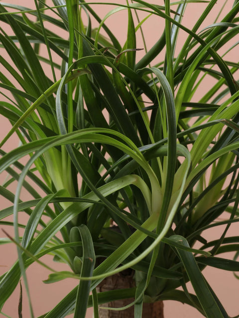 Nolina Palm