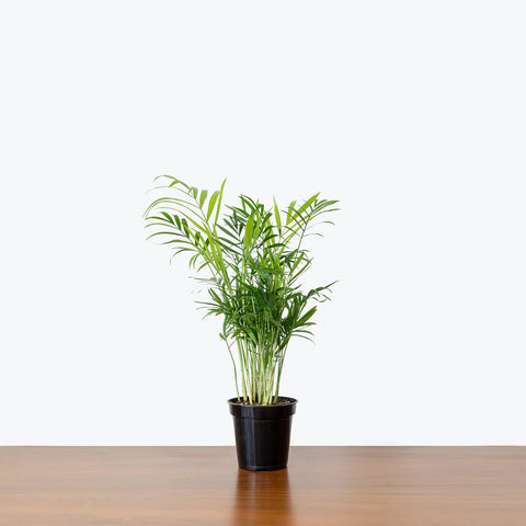 Parlour Palm
